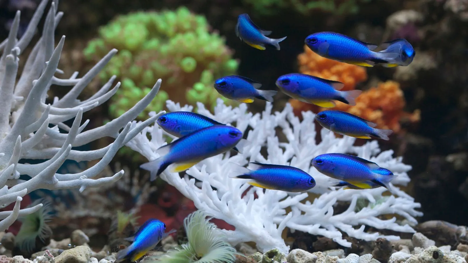 Feng shui akvárium imístnění