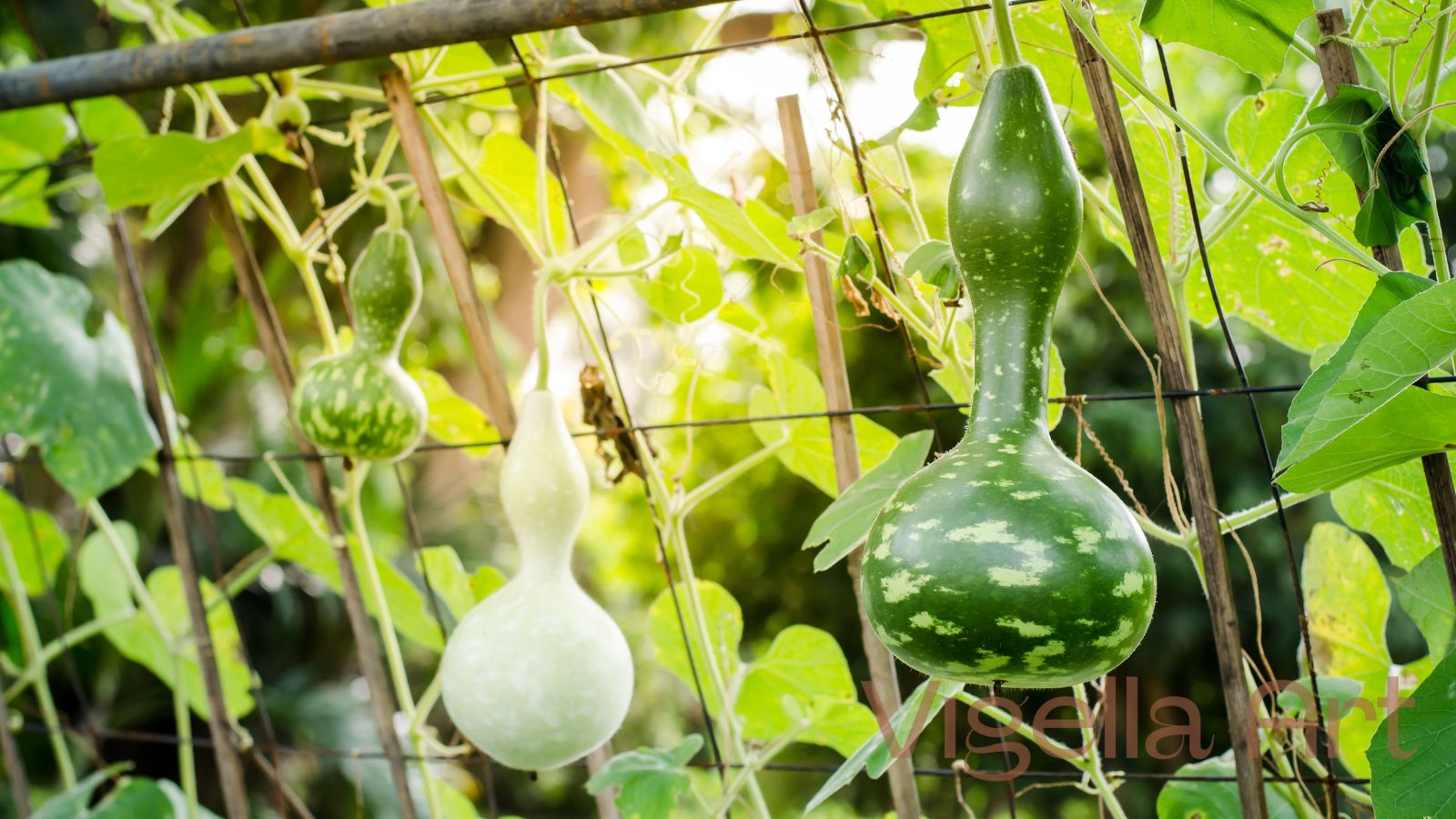 wulou tektica symbol zdravia